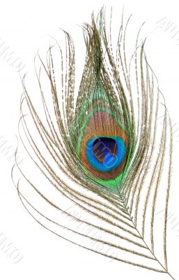 Peacock feather isolated