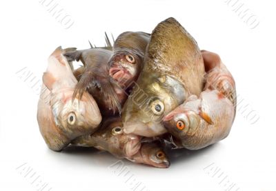 Frozen fish isolated