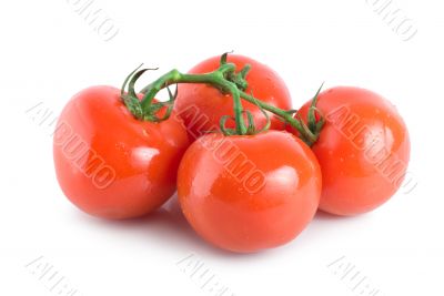 Four ripe tomatoes 