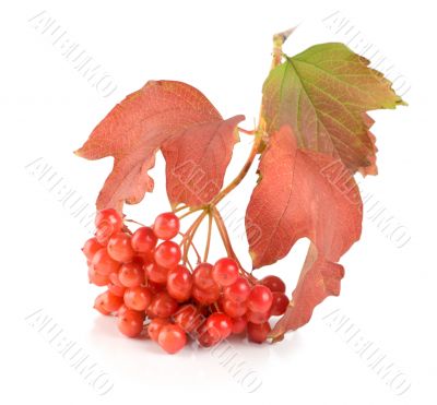 Ripe viburnum isolated