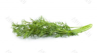 A branch of dill