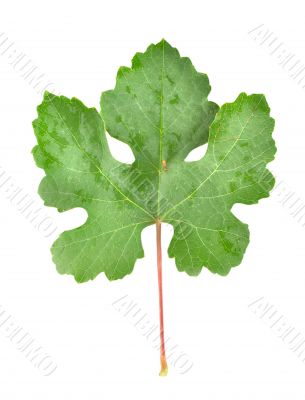 Grape leaves isolated on white