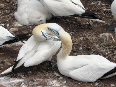 Northern gannets close up