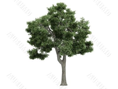 Ash or Fraxinus