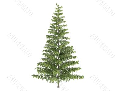 Spruce or Picea