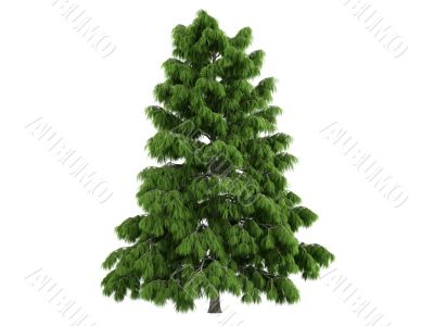 Cedar or Cedrus deodara