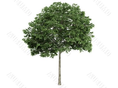 Rowan or Sorbus