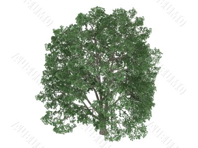 Linden or Tilia