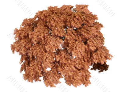 Maple or Acer japonicum