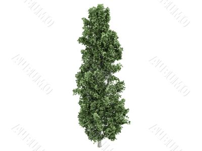 Poplar or Populus