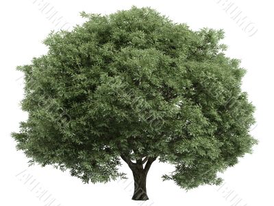 Willow or Salix fragilis