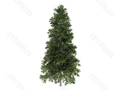 Spruce or Picea abies