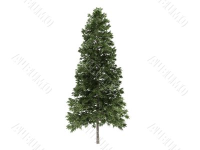 Spruce or Picea abies