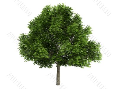Chestnut or Aesculus glabra