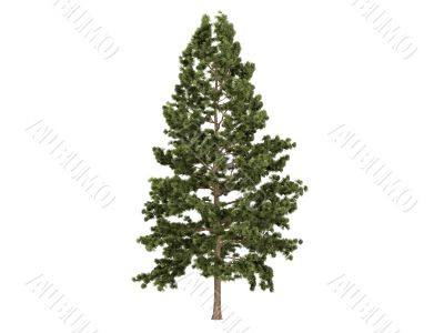 Cork pine or Pinus strobus