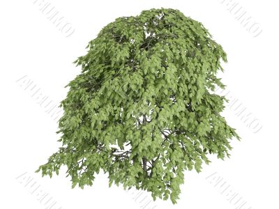 Staphylea pinnata