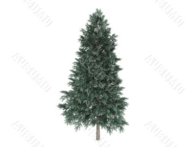 Spruce or Picea abies