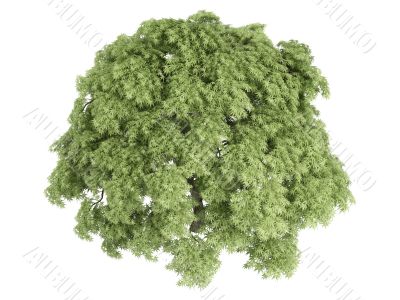 Maple or Acer palmatum