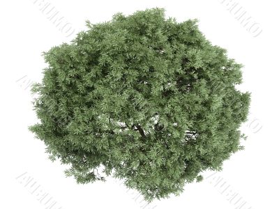 Willow or Salix fragilis