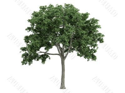 Elm or Ulmus