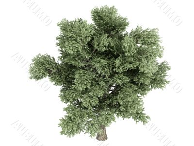 Oak or Quercus petraea