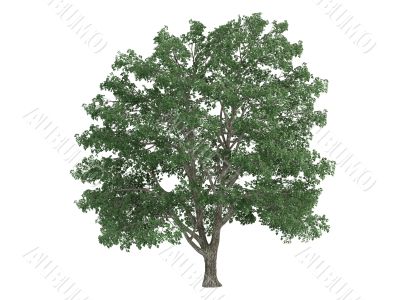 Linden or Tilia