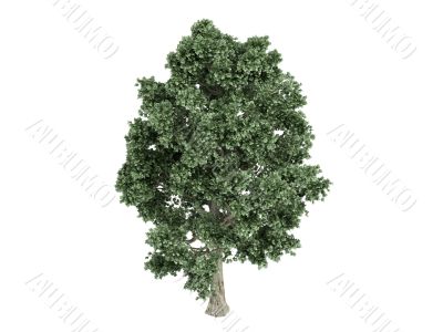 Maple or Acer