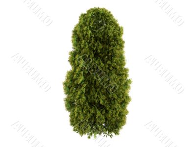 Thuja