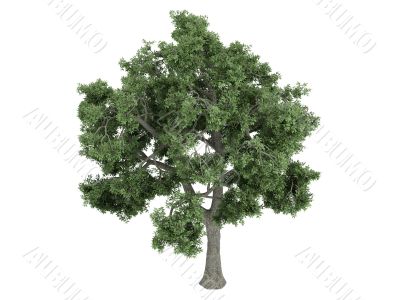 Ash or Fraxinus
