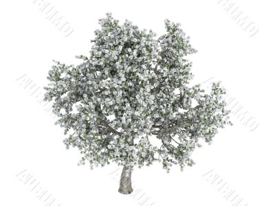 Pear or Pyrus
