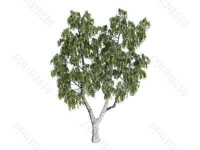 Birch or Betula