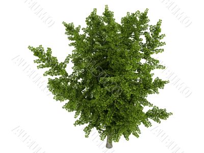 Ginkgo biloba