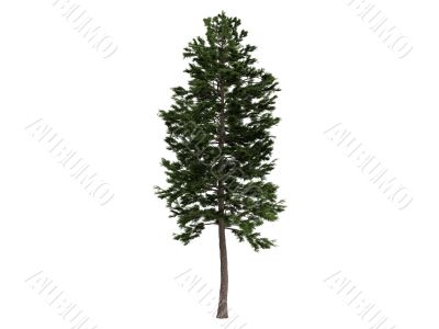 Pine or Pinus sylvestris