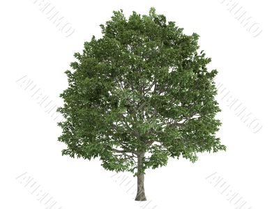 Hornbeam or Carpinus