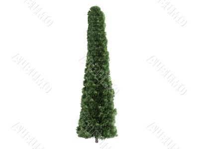 Thuja
