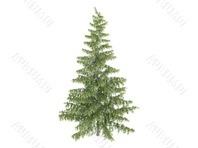 Spruce or Picea