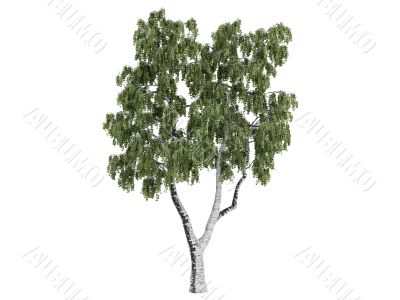Birch or Betula