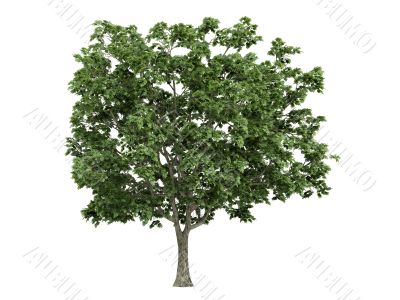 Maple or Acer platanoides