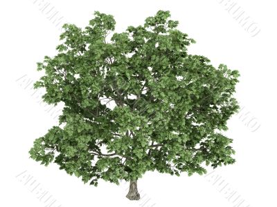 Maple or Acer platanoides