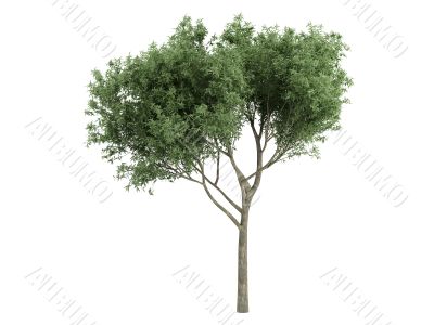 Willow or Salix fragilis