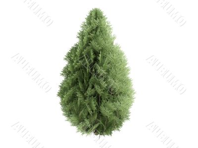 Cypress or Chamaecyparis lawsoniana