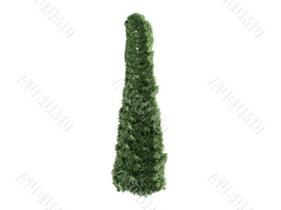 Thuja