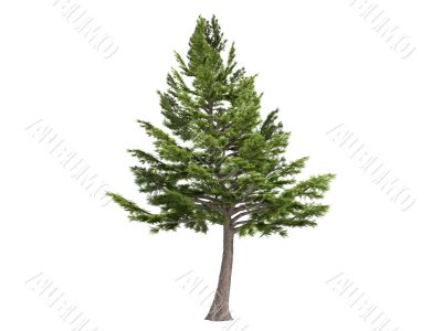Cedar or Cedrus libani