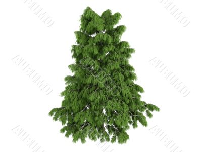Cedar or Cedrus deodara