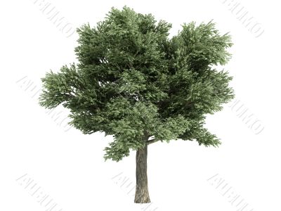 Oak or Quercus petraea