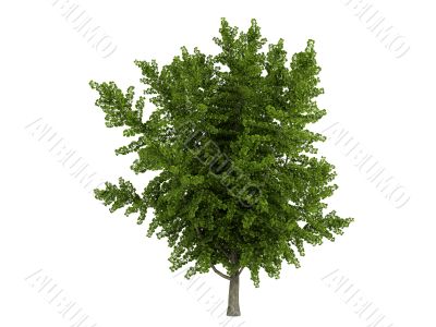 Ginkgo biloba