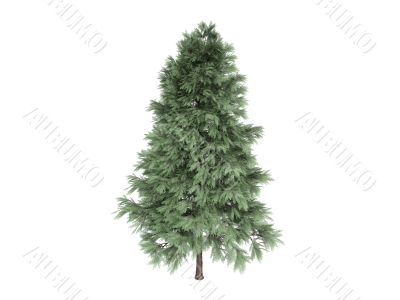Pine or Pinus sylvestris
