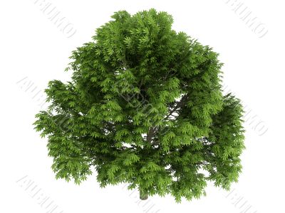 Chestnut or Aesculus glabra