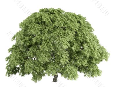 Maple or Acer palmatum