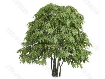 Staphylea pinnata